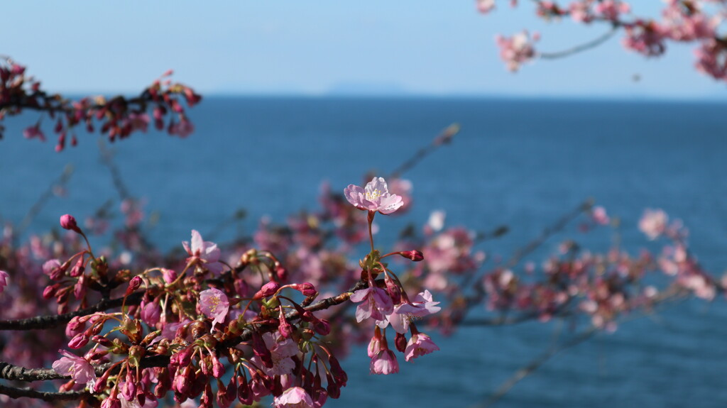 寒桜と瀬戸内海