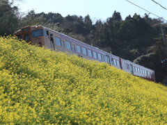 双海町潤住　菜の花と観光列車