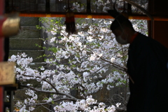 拝殿の桜