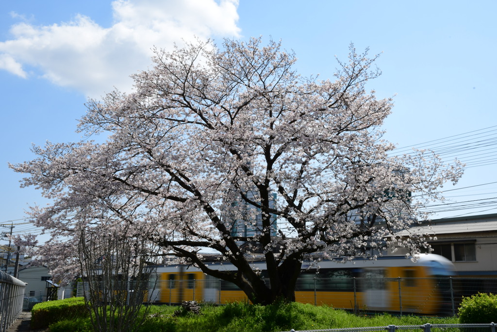 長沼桜