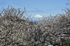 春本番