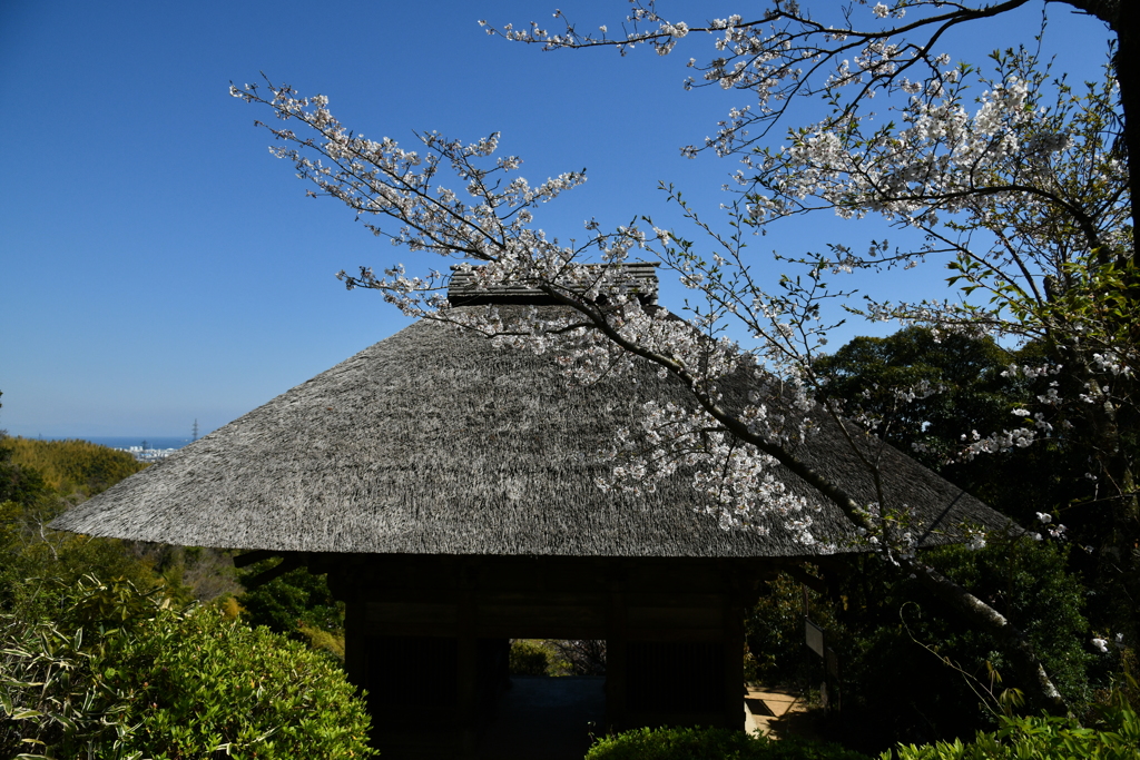 山門の桜