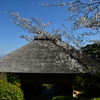 山門の桜