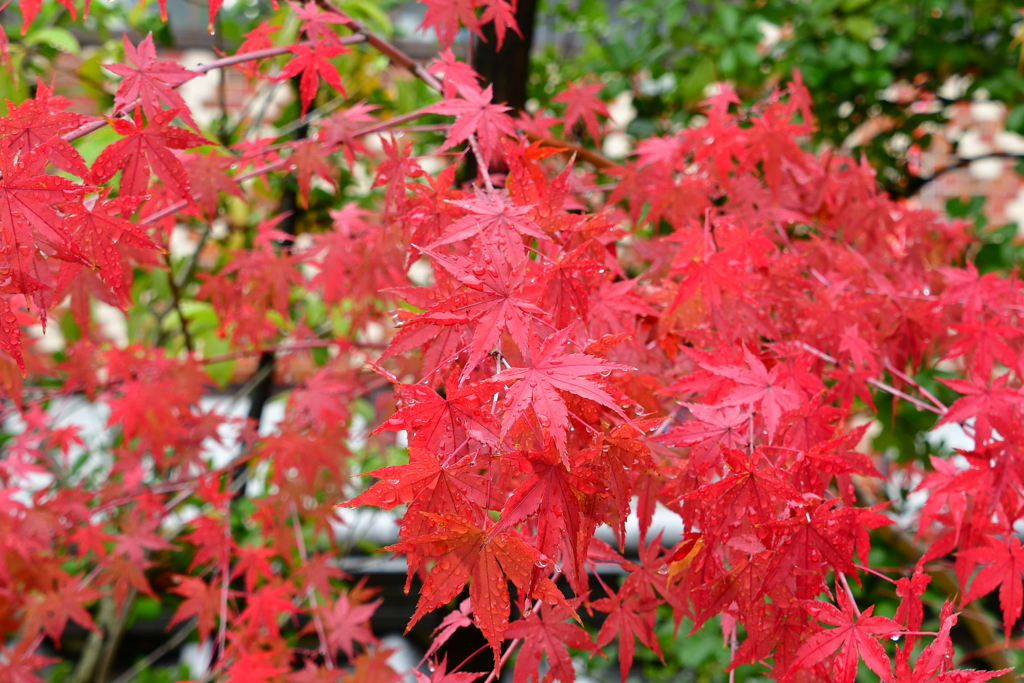 紅葉