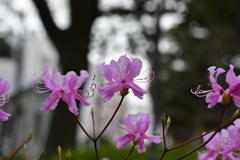 春の花