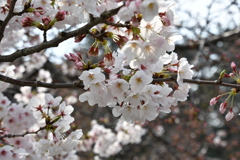 桜