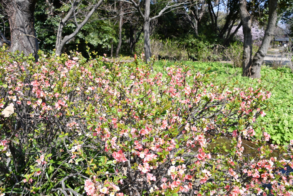 ボケの花