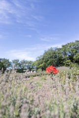 一輪の花