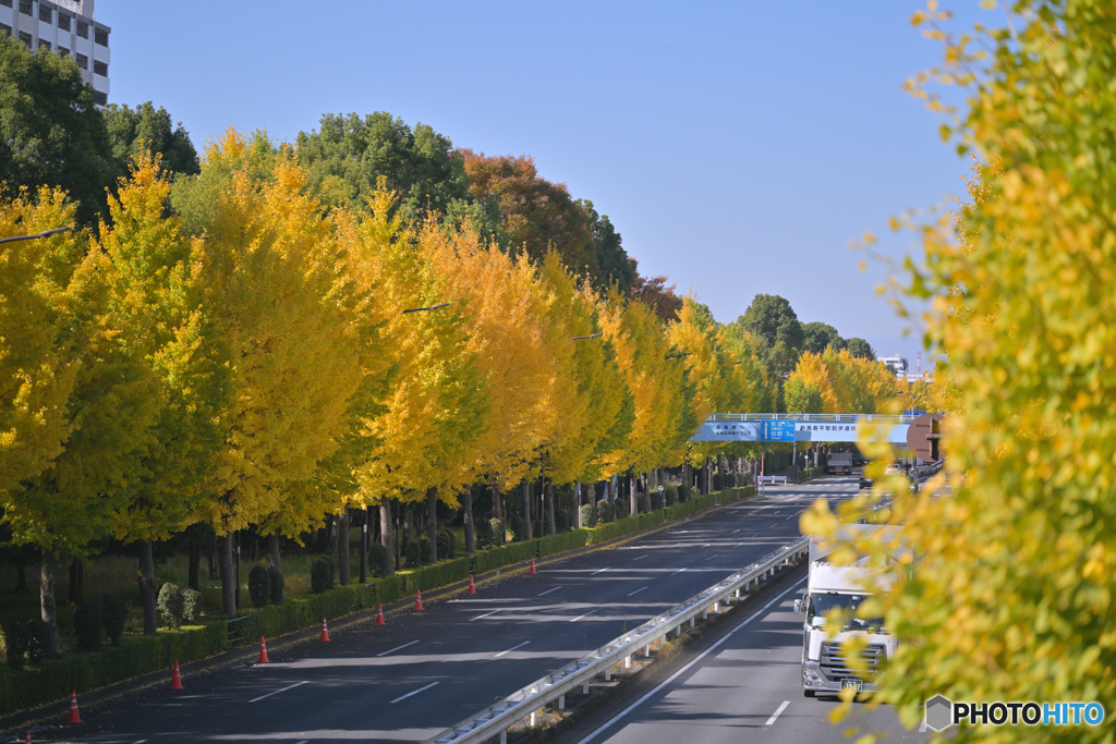 おらが町の銀杏並木