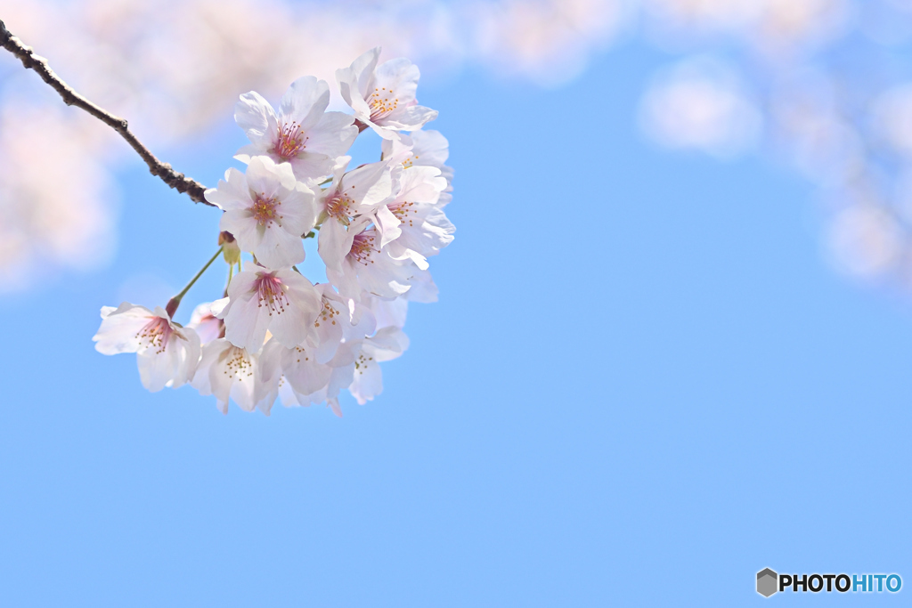 Cherry blossom