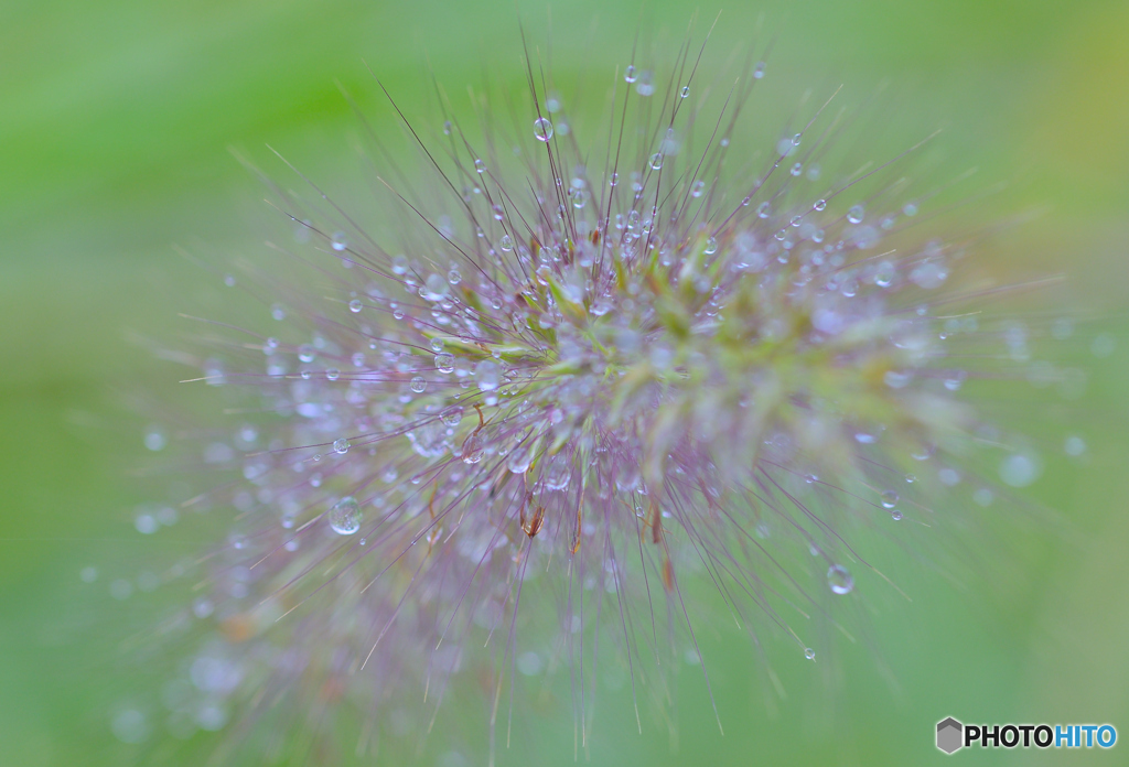 秋雨を纏う