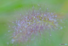 秋雨を纏う