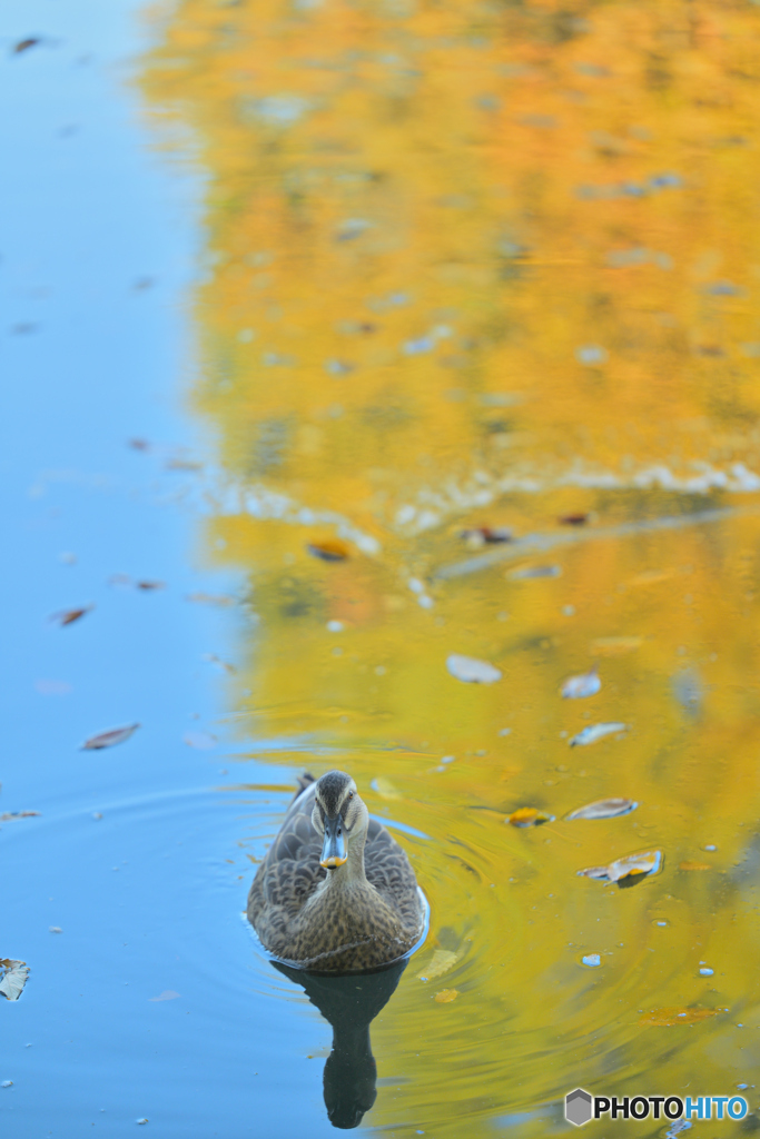 錦秋のカルガモ