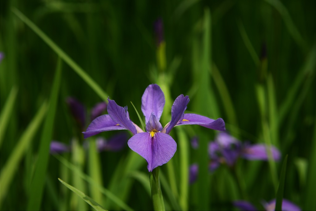 カキツバタ