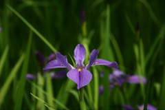 カキツバタ