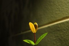 草