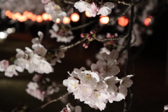 夜桜2019