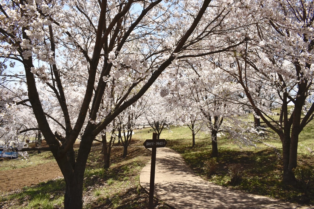 桜並木
