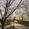 桜並木