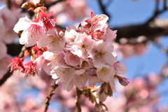 熱海桜