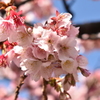 熱海桜