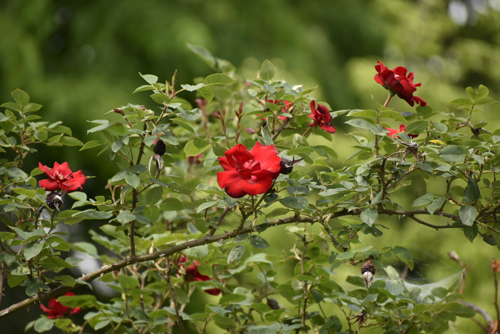 真っ赤な薔薇
