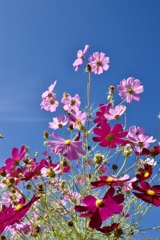 秋桜
