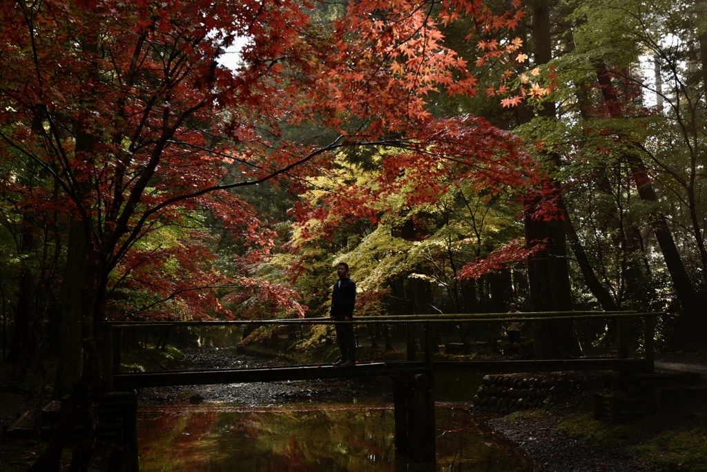 紅葉