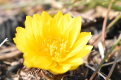 春の訪れ福寿草