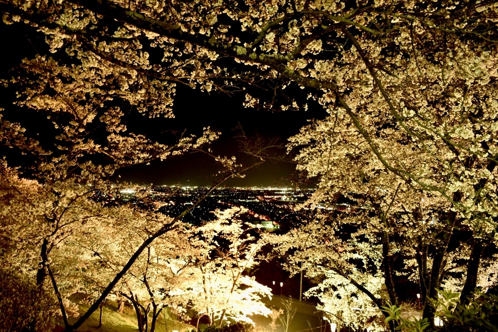夜桜