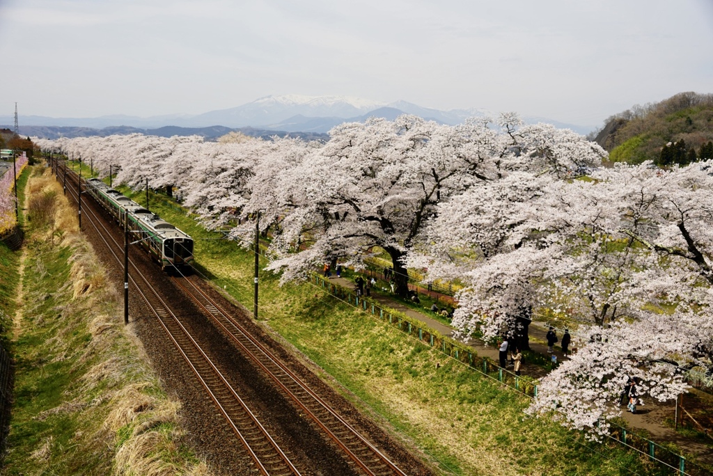 宮城柴田一目千本桜2