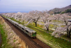 桜路