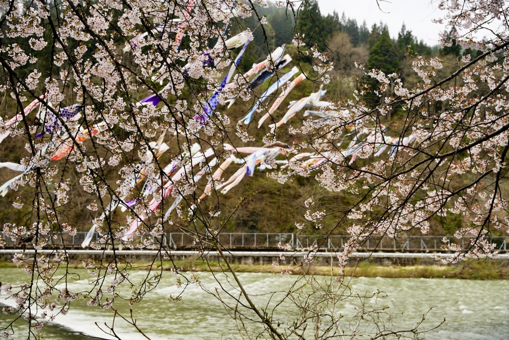 桜の中を泳ぐ鯉
