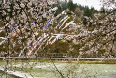 桜の中を泳ぐ鯉
