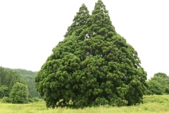 トトロの木 (山形 鮭川)