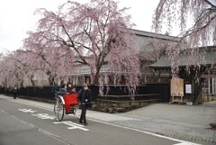 枝垂れ桜路