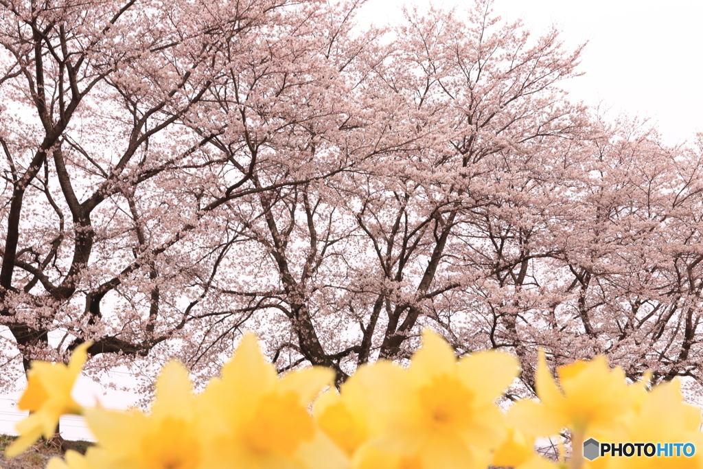 水仙と桜