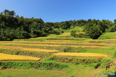 彼岸花咲く棚田