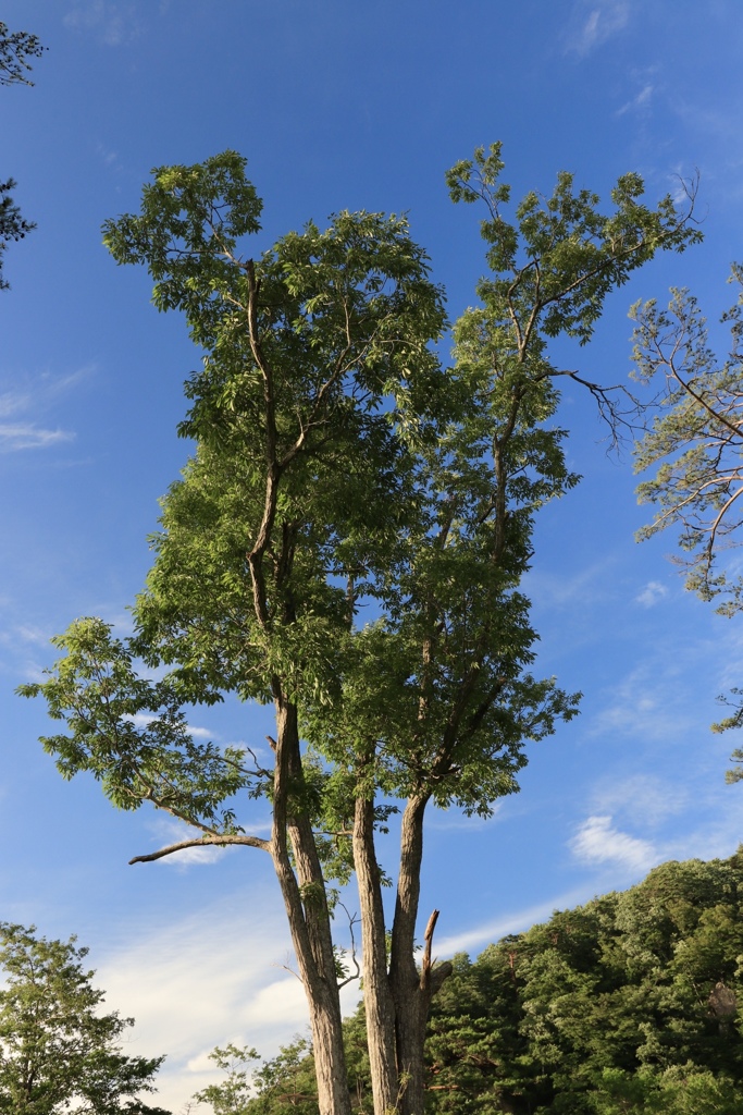 何気ない樹木  輝く