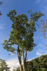 何気ない樹木  輝く