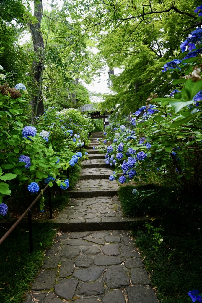 紫陽花参道(仙台資福寺)