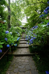 紫陽花参道(仙台資福寺)