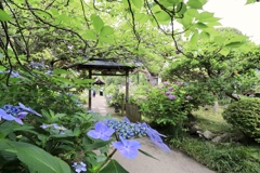 仙台 紫陽花寺 資福寺 