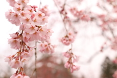 角館枝垂桜