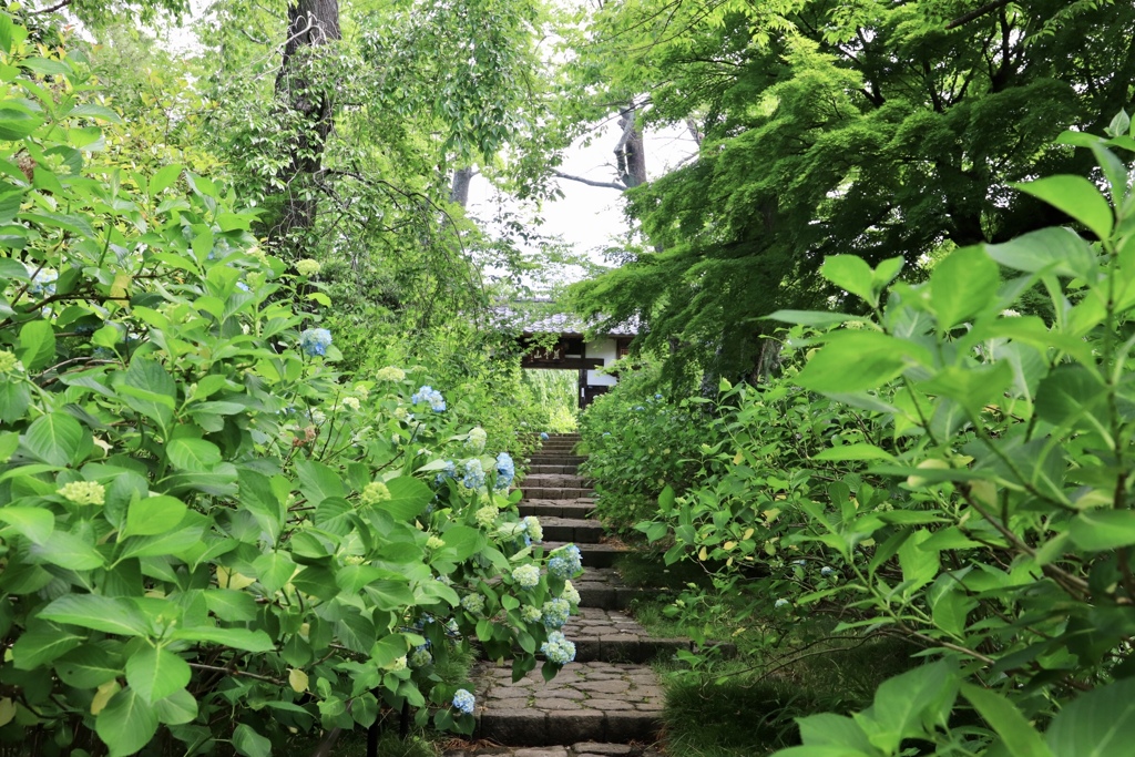 仙台紫陽花寺　資福寺参道