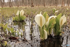 高地の春 水芭蕉