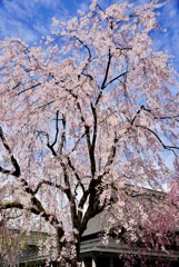 角館枝垂桜