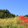 実りの秋 開花の秋 競い合う