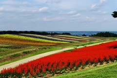 花の虹色