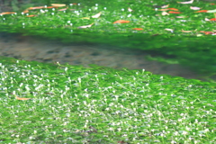 牛渡川　梅花藻